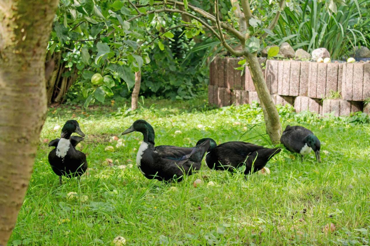 Ferienwohnungen auf dem Pommernhof Samtens Exterior foto