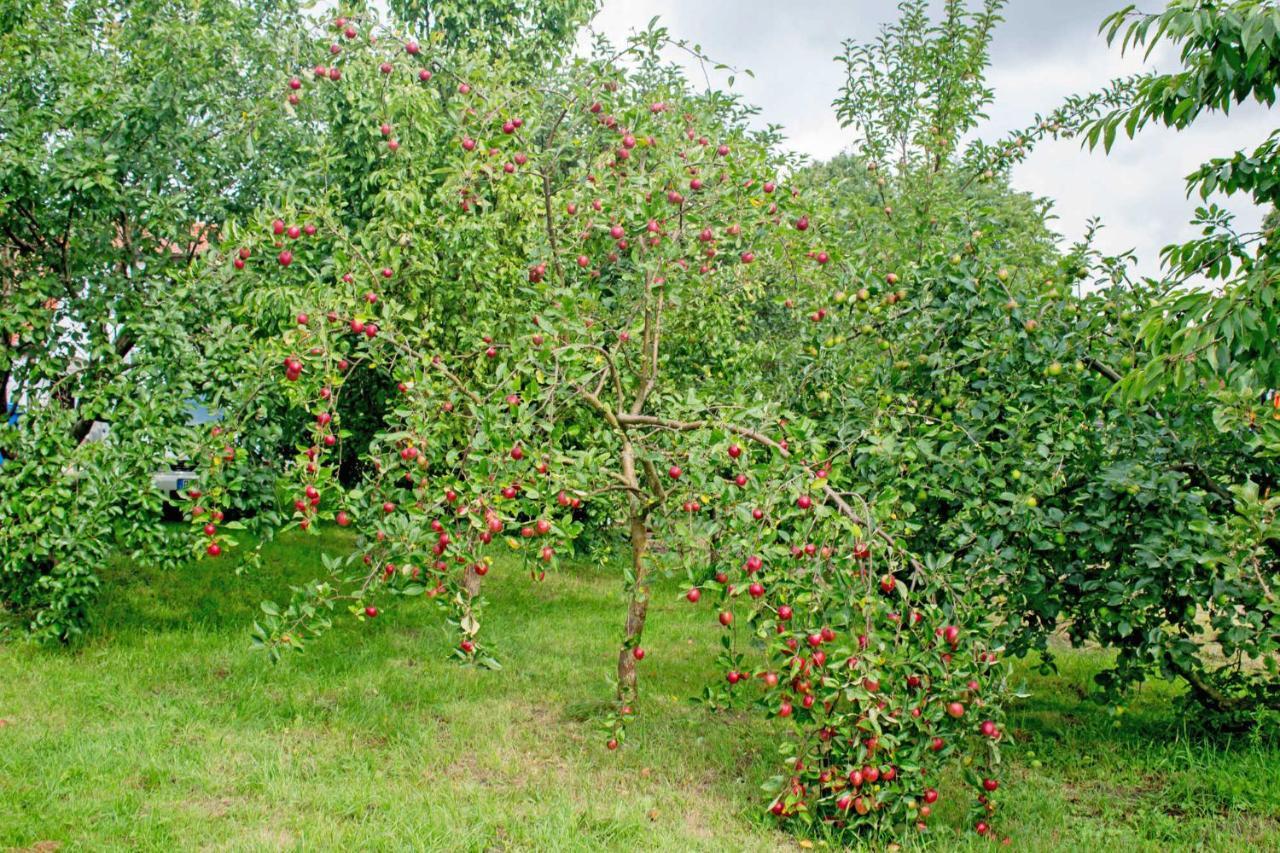 Ferienwohnungen auf dem Pommernhof Samtens Exterior foto